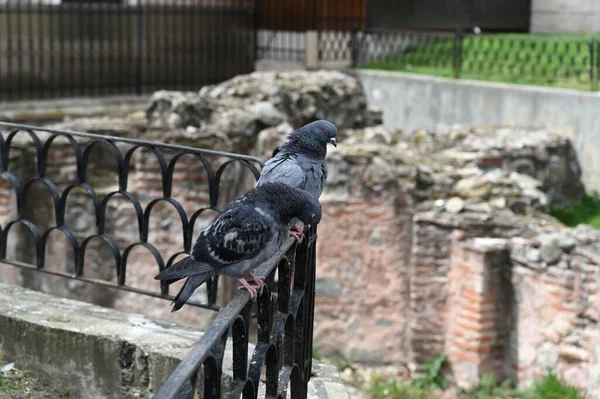Pigeon Fence Background Ancient Brick Walls Sofia Bulgaria Close — Stock Photo, Image