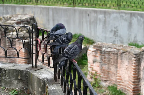 Pigeon Fence Background Ancient Brick Walls Sofia Bulgaria Close — Stock Photo, Image