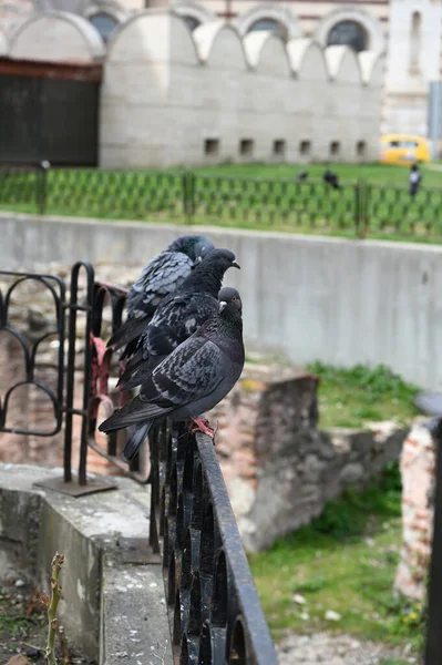Taube Auf Einem Zaun Vor Dem Hintergrund Uralter Ziegelmauern Sofia — Stockfoto