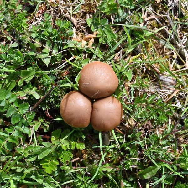 草の中のクリアリングに茶色のキャップを持つキノコ — ストック写真
