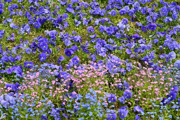 Roze Blauwe Bloemen Tuin Voor Achtergrond Een Hoge Resolutie Hoge — Stockfoto