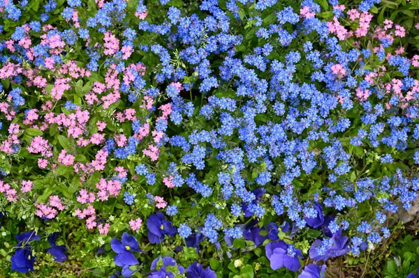 Flores Rosa Azul Jardim Para Fundo Uma Alta Resolução Foto — Fotografia de Stock
