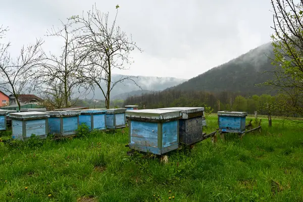 Blue wooden bee hives on a green lawn against the backdrop of mountains. High quality photo