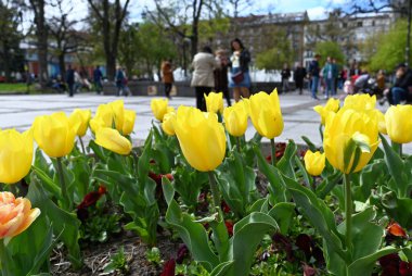 Sofya, Bulgaristan - 15 Nisan 2023: Bulgaristan halkı. Vitosha yaya sokağı yaz boyunca bile tıklım tıklım. Yüksek kalite fotoğraf
