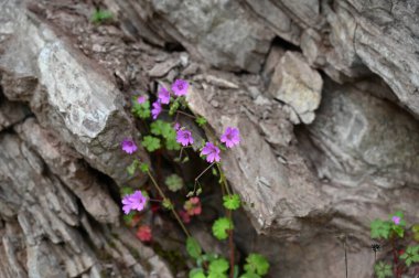 Karadağ. Durmitor Ulusal Parkı. Eyer Geçidi. Alp çayırları. Dağ manzarası. Popüler turist mekanı. Yüksek kalite fotoğraf