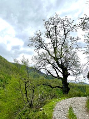 Karadağ. Durmitor Ulusal Parkı. Eyer Geçidi. Alp çayırları. Dağ manzarası. Popüler turist mekanı. Yüksek kalite fotoğraf