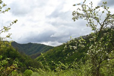 Karadağ. Durmitor Ulusal Parkı. Eyer Geçidi. Alp çayırları. Dağ manzarası. Popüler turist mekanı. Yüksek kalite fotoğraf