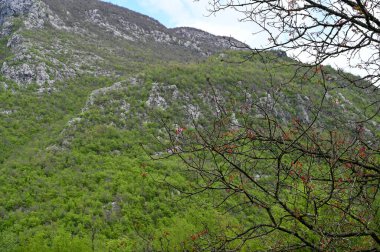 Karadağ. Durmitor Ulusal Parkı. Eyer Geçidi. Alp çayırları. Dağ manzarası. Popüler turist mekanı. Yüksek kalite fotoğraf