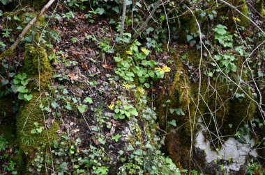 Karadağ. Durmitor Ulusal Parkı. Eyer Geçidi. Alp çayırları. Dağ manzarası. Popüler turist mekanı. Yüksek kalite fotoğraf