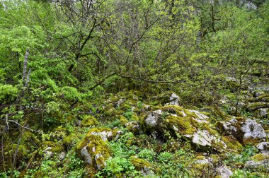 Karadağ. Durmitor Ulusal Parkı. Eyer Geçidi. Alp çayırları. Dağ manzarası. Popüler turist mekanı. Yüksek kalite fotoğraf