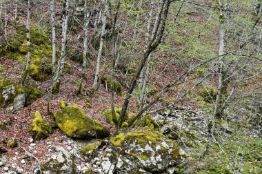 Karadağ. Durmitor Ulusal Parkı. Eyer Geçidi. Alp çayırları. Dağ manzarası. Popüler turist mekanı. Yüksek kalite fotoğraf