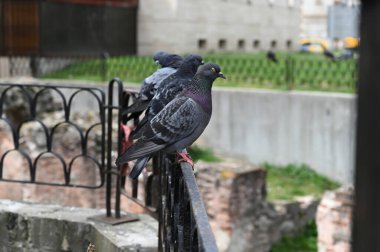Bulgaristan 'ın Sofya kentinde, antik tuğla duvarların arkasındaki çitteki güvercin. Yüksek kalite fotoğraf