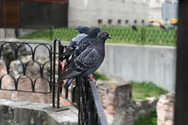 Bulgaristan 'ın Sofya kentinde, antik tuğla duvarların arkasındaki çitteki güvercin. Yüksek kalite fotoğraf