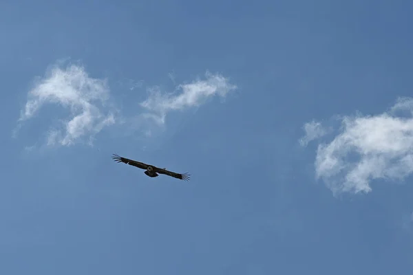 Large Bird Griffon Vulture Flying Above Canyon Uvac, Serbia. High quality photo