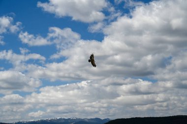 Büyük Kuş Griffon Akbabası Uçan Kanyon Uvac, Sırbistan. Yüksek kalite fotoğraf