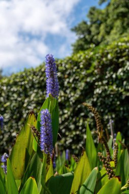 Park Ramat Hanadiv, Baron Edmond de Rothschild Anıt Bahçeleri, Zichron Yaakov, İsrail. Yüksek kalite fotoğraf