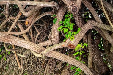 Park Ramat Hanadiv, Baron Edmond de Rothschild Anıt Bahçeleri, Zichron Yaakov, İsrail. Yüksek kalite fotoğraf