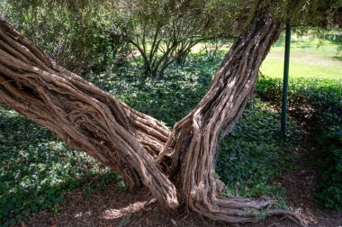 Park Ramat Hanadiv, Baron Edmond de Rothschild Anıt Bahçeleri, Zichron Yaakov, İsrail. Yüksek kalite fotoğraf