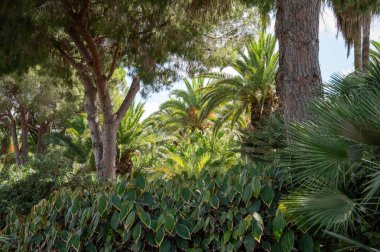 Park Ramat Hanadiv, Baron Edmond de Rothschild Anıt Bahçeleri, Zichron Yaakov, İsrail. Yüksek kalite fotoğraf