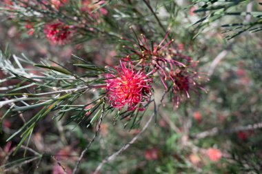 Queensland, Avustralya 'da bulunan pembe ve sarı Grevillea çiçeklerine yakın çekim. Yüksek kalite fotoğraf