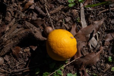 Taze, turuncu, küçük mandalina bir ormanın içinde yerde yatıyor. Yüksek kalite fotoğraf