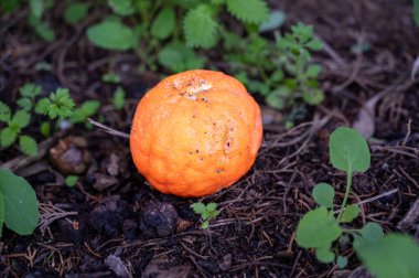 Taze, turuncu, küçük mandalina bir ormanın içinde yerde yatıyor. Yüksek kalite fotoğraf