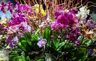 Bir buket pembe orkide ve dekoratif bitkiler. Yüksek kalite fotoğraf