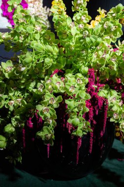 Siyah bir vazoda büyük bir buket yeşil orkide. Yüksek kalite fotoğraf