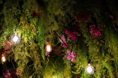 Nadir bulunan orkidelerin çiçek dizilimi. Yüksek kalite fotoğraf