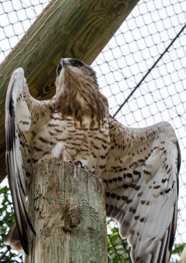 İsrail 'deki Kudüs' teki İncil Hayvanat Bahçesi 'nde kızıl kuyruklu şahin. Yüksek kalite fotoğraf