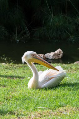 Pelikan parkta bir gölün kıyısında dinleniyor. Yüksek kalite fotoğraf