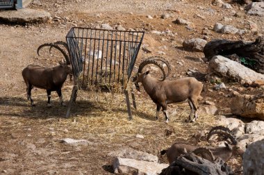 İsrail 'deki Kudüs' teki İncil Hayvanat Bahçesindeki dağ keçileri. Yüksek kalite fotoğraf