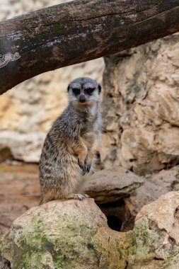 Kudüs 'te İncil' de geçen bir rezervdeki dağlık bir bölgede mirket. Yüksek kalite fotoğraf