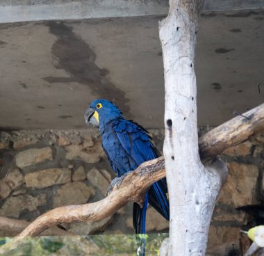 İsrail, Kudüs 'teki İncil Hayvanat Bahçesi' nde Sümbül papağanı. Yüksek kalite fotoğraf