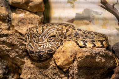 Caatinga Lancehead snake (Bothrops Erythromelas) slithering on the bare ground. High quality photo clipart