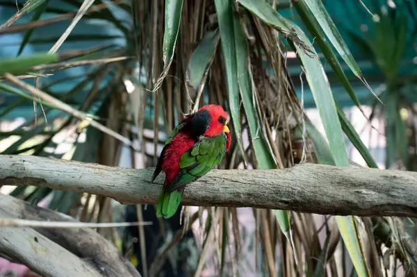 stock image Multicolor lorikeet parrot at the Biblical Zoo in Jerusalem in Israel. High quality photo