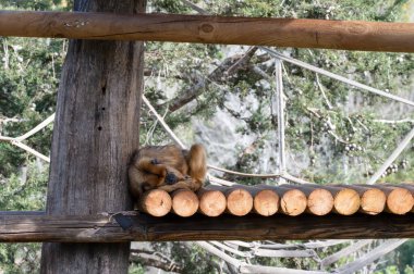 İsrail 'deki Kudüs Hayvanat Bahçesi' nde Altın Burunlu Maymun. Yüksek kalite fotoğraf