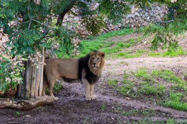 İsrail 'deki Kudüs' teki İncil 'deki hayvanat bahçesinde erkek aslan. Yüksek kalite fotoğraf