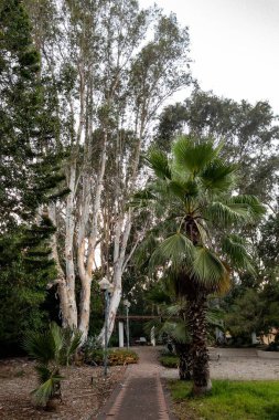 Yürümek ve dinlenmek için okaliptüs ağaçları olan bir park. Banklar ve fenerler var. Yüksek kalite fotoğraf