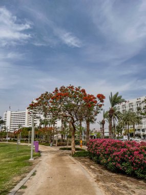 Ölü Deniz 'de yürüyüş yapmak için park et. Ağaçlar ve çalılar kırmızı çiçeklerle açar. Yüksek kalite fotoğraf