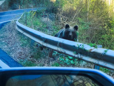 Ormandaki yol kenarındaki kahverengi ayı. Yüksek kalite fotoğraf