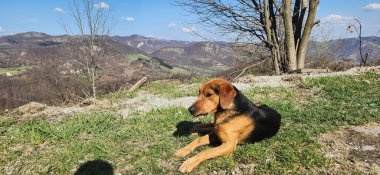Siyah ve kırmızı sevimli bir köpek asfalt bir yolun kenarında duruyor. yüksek kaliteli fotoğraf