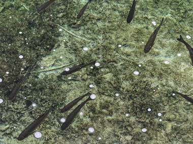 Plitvice Lakes, Hırvatistan 'ın orta kesiminde bulunan bir ulusal parktır. Yüksek kalite fotoğraf