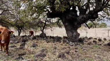 İsrail 'deki Megido Dağı' ndaki inekler. Mutlu süt inekleri çimenlerde otluyor. Kırsal alan. İyi beslenmiş, bakımlı inekler ve buzağılar. Video bir arabanın camından çekilmiş..