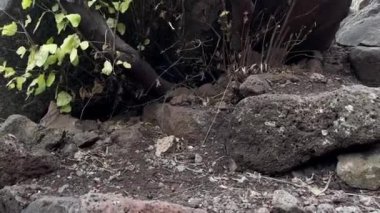 İsrail 'deki Akıntı ve gölet Meshushim yakınlarındaki dağlık bölgenin güzel manzarası. Golan' da güzel bir yer. Yüksek kalite 4k görüntü