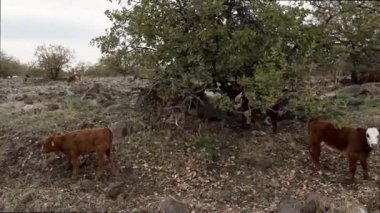 İsrail 'deki Megido Dağı' ndaki inekler. Mutlu süt inekleri çimenlerde otluyor. Kırsal alan. İyi beslenmiş, bakımlı inekler ve buzağılar. Video bir arabanın camından çekilmiş..