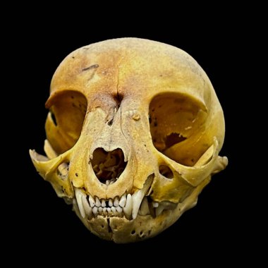 Bir kedinin izole kafatası, evcil bir kedi, tamamen etsiz ve siyah bir arka plan. Yüksek kalite fotoğraf