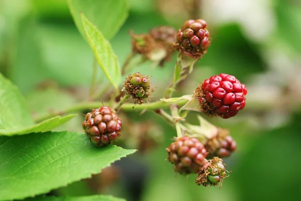 Natural Fresh Raspberries Garden — Stock Photo, Image
