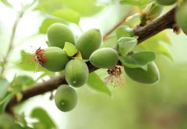 Bir sürü doğal kayısı.