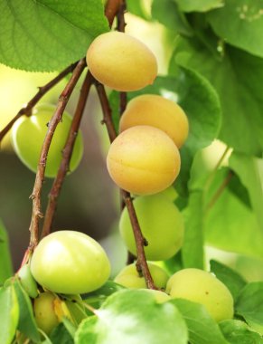 Bir sürü doğal kayısı.